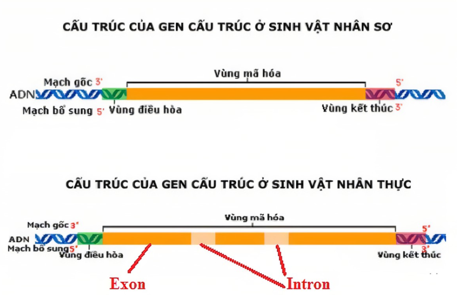 Cấu trúc của gen, cấu trúc của gen cấu trúc ở sinh vật nhân sơ